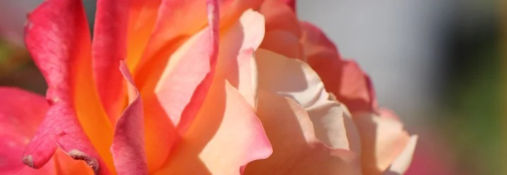Nahaufnahme einer rosa Rose